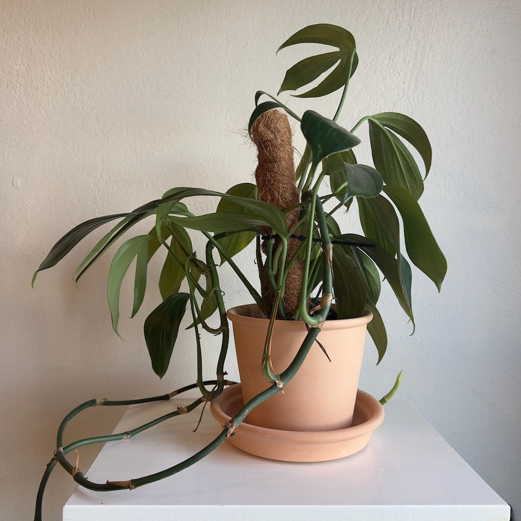dragon tail plant moss pole 6" Dragon Tail Plant