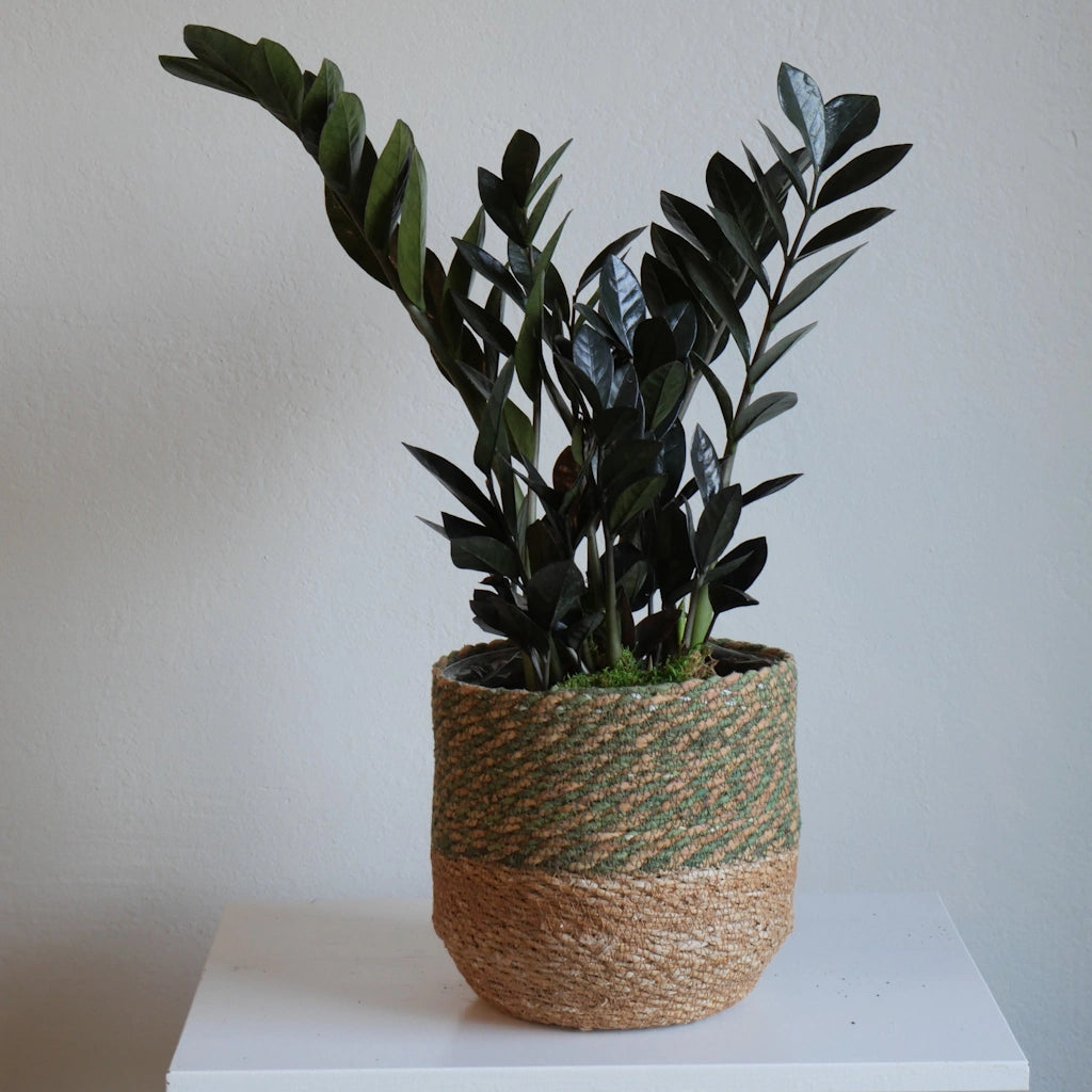 raven zz plant ship to friend 6" ZZ Plant 'Raven'