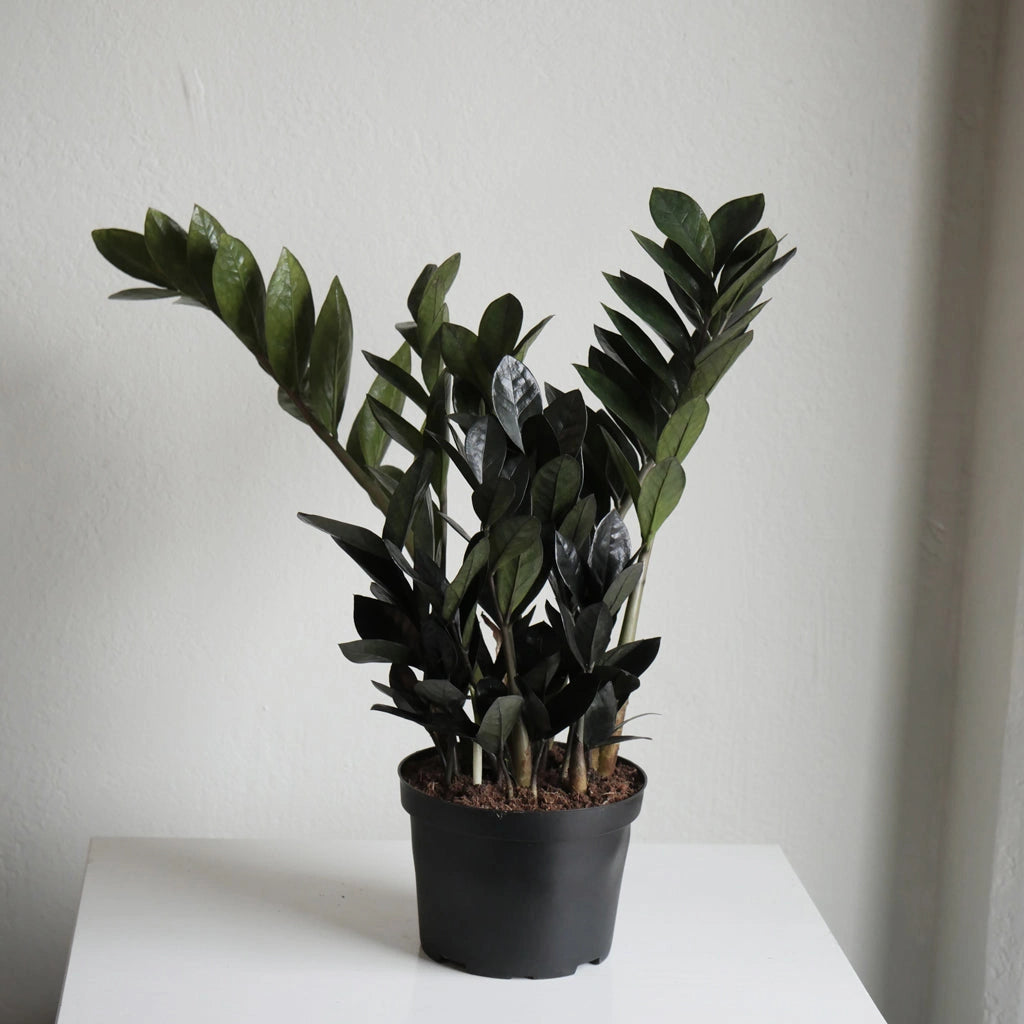 raven zz plant near me Houseplant Delivery Seattle