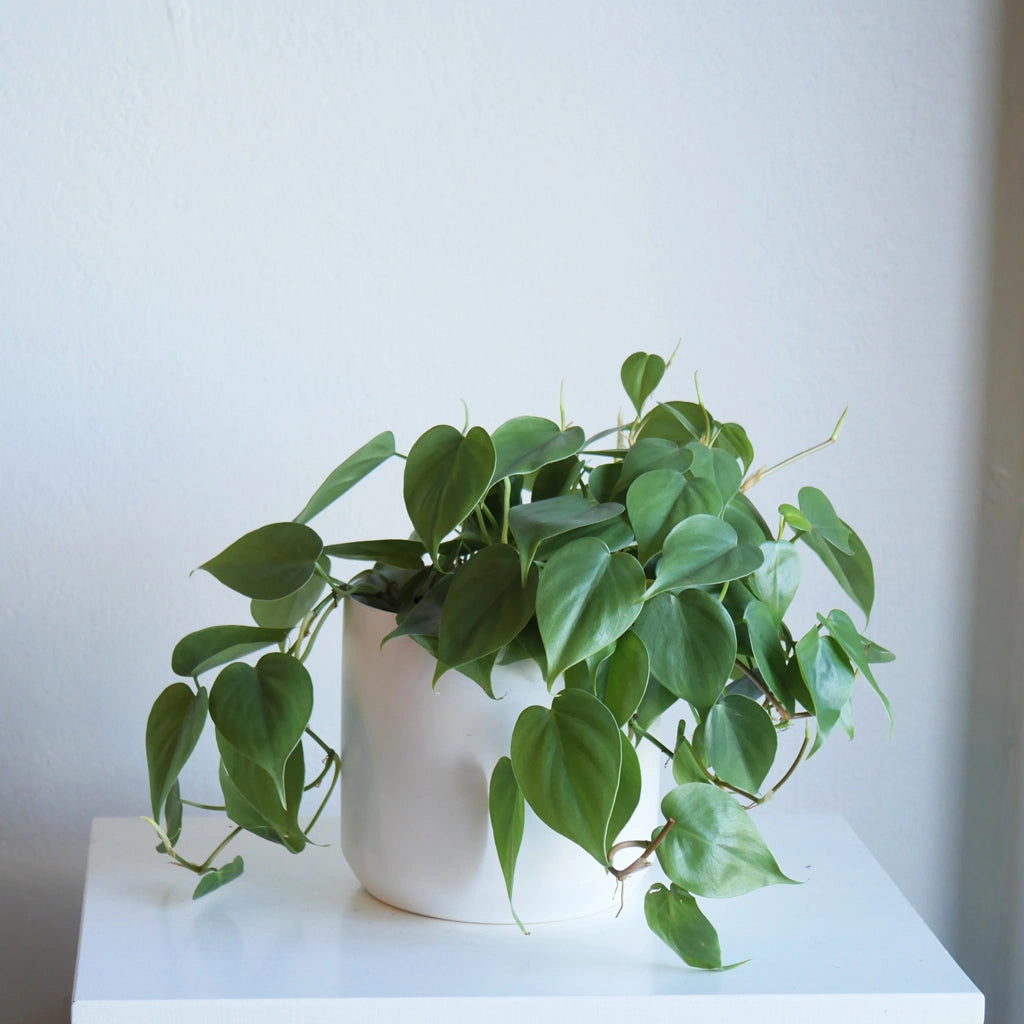 small leaf philodendron 6" Heartleaf Philodendron Cordatum