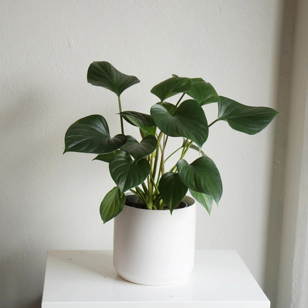 indoor plants seattle Houseplants in Seattle | Homalomena 'Emerald Gem'