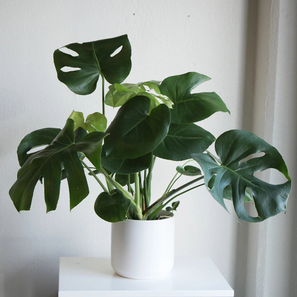 Monstera Deliciosa - Available at Campanula Design Studio in the Magnolia neighborhood of Seattle,These will thrive in a bright space with filtered light. Stop by the shop at 4009 Gilman Ave W, or have one delivered to yourself or to a loved on as a gift. For more ideas, consider adding it to one of our gift basket selections.