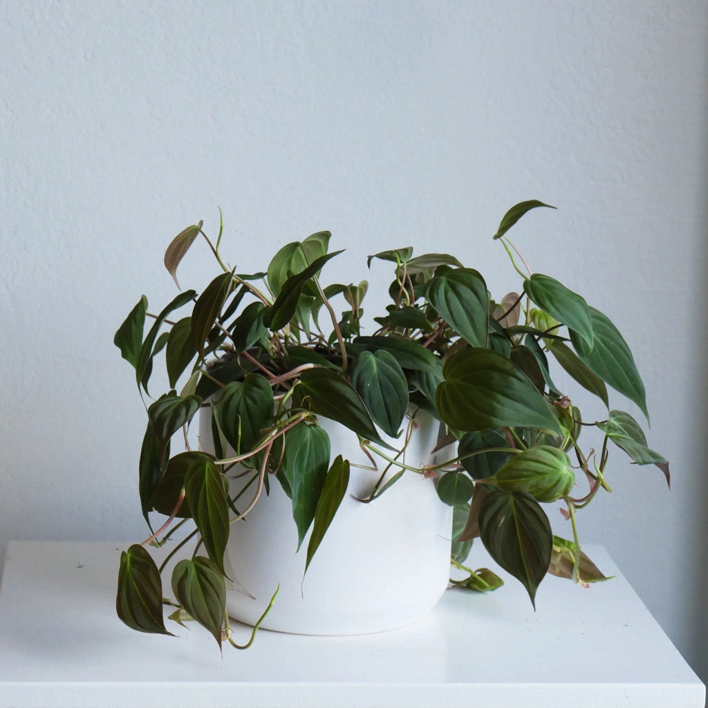 micans philodendron price 6" Philodendron Micans