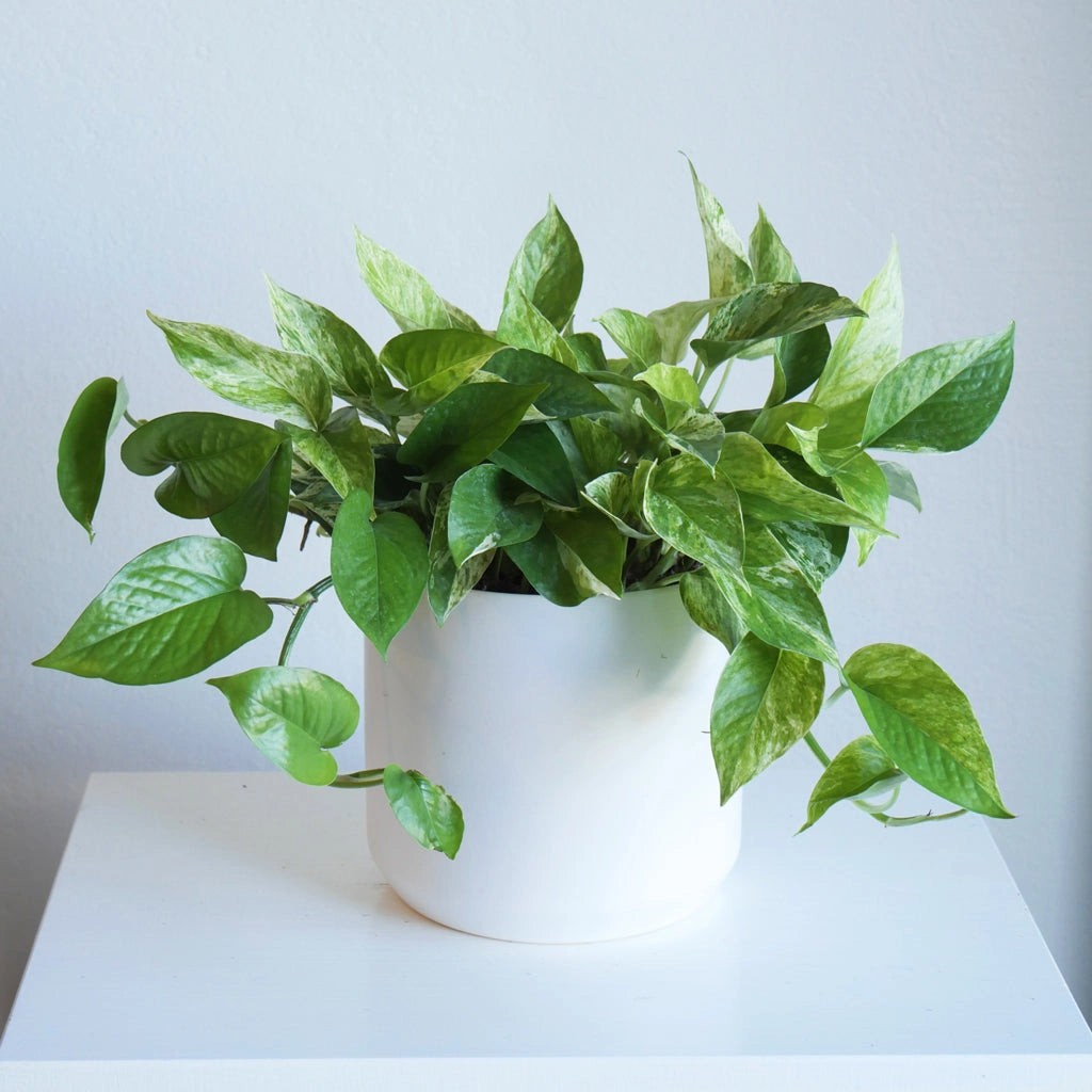 Variegated Pothos (Marble Queen) - Available at Campanula Design Studio in the Magnolia neighborhood of Seattle, these plants thrive in a bright indirect light out of direct sun, but will tolerate lower light environments. Stop by the shop at 4009 Gilman Ave W, or have one delivered to yourself or to a loved on as a gift. For more ideas, consider adding it to one of our gift basket selections.