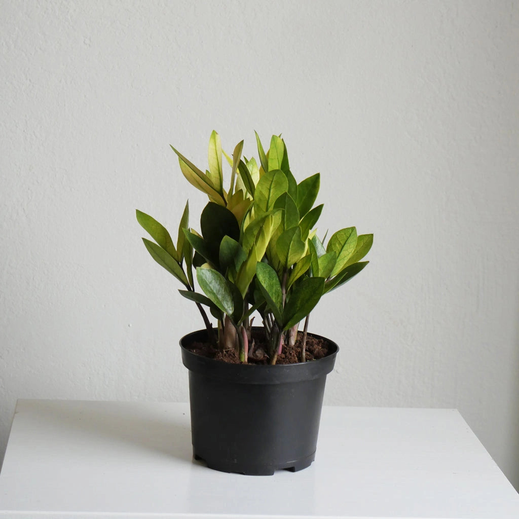 zz chameleon plant 6" ZZ Plant 'Chameleon'