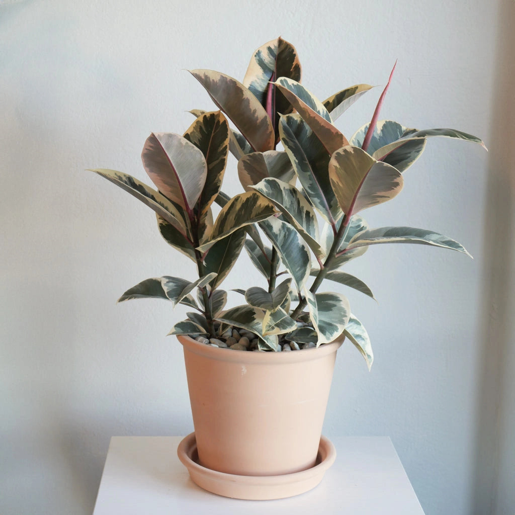 Available at Campanula Design in the Magnolia Neighborhood of Seattle, this Ficus Elastica (aka Rubber Tree ficus) is a classic, hardy houseplant. This variety, 'Tineke', is known for its unique variegation and coloring - the new growth is a gorgeous pink hue. A wonderful addition to practically any space!