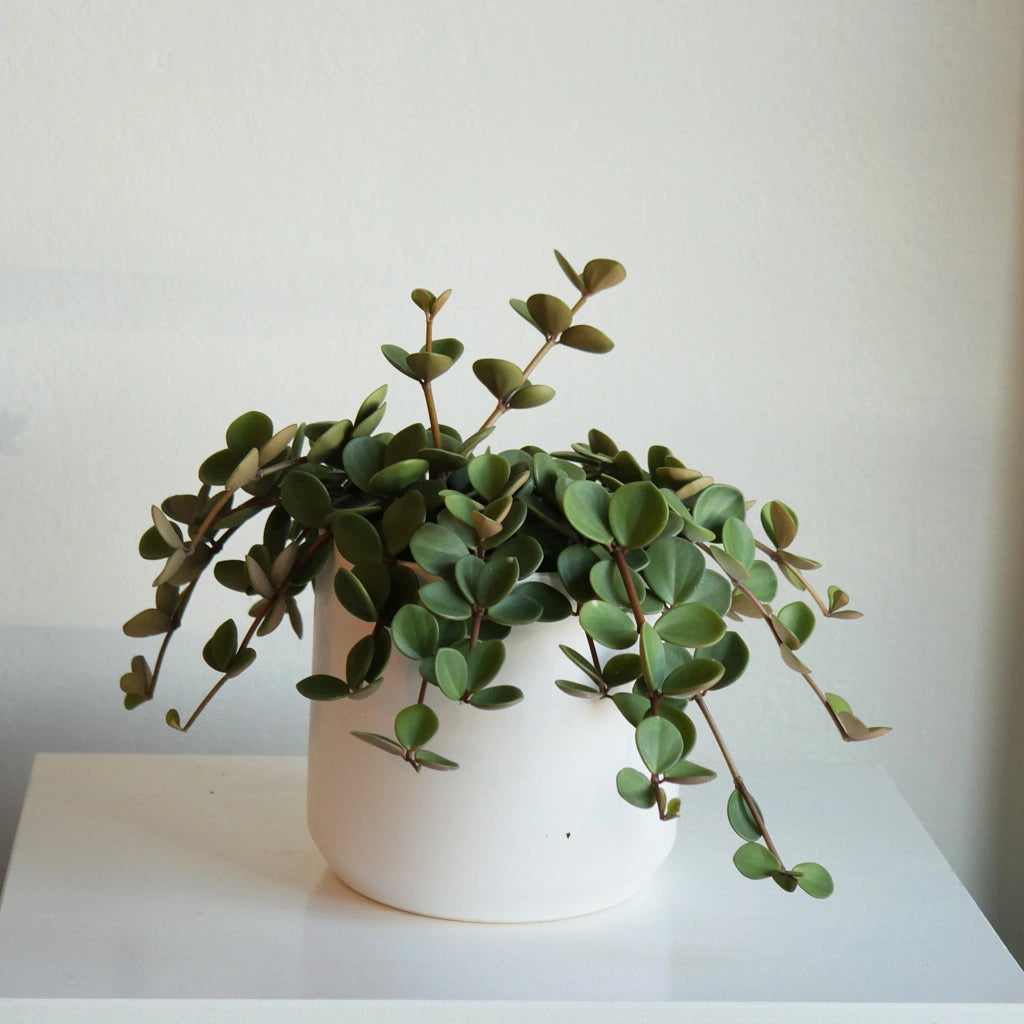 Available at Campanula Design in the Magnolia Neighborhood of Seattle, this Peperomia Hope 'Radiator Plant' has adorable, sturdy foliage that trails and cascades off the side of the pot.  A wonderful addition to any succulent garden or sunny window sill. 