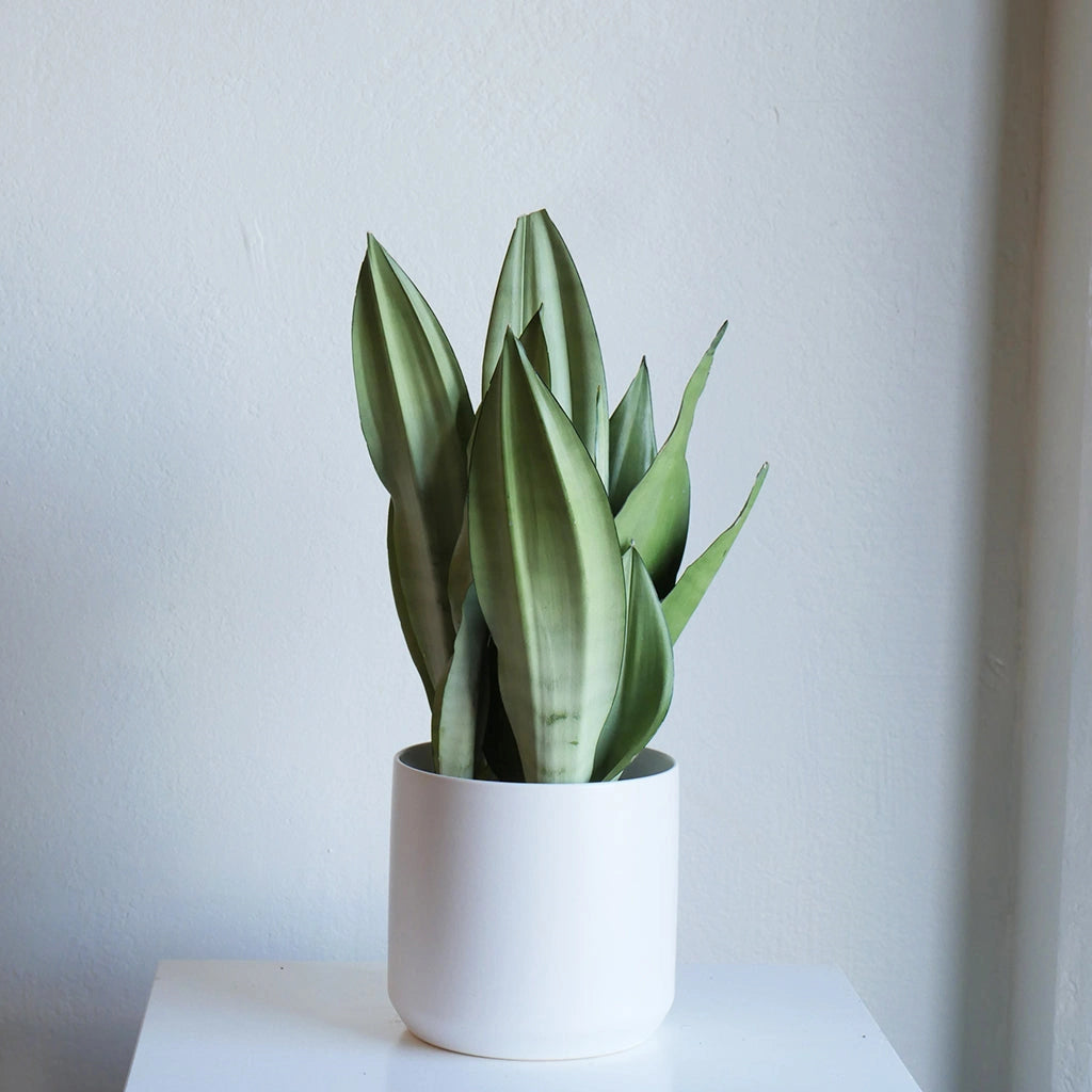 sansevieria seattle 6" Sansevieria 'Moonshine'