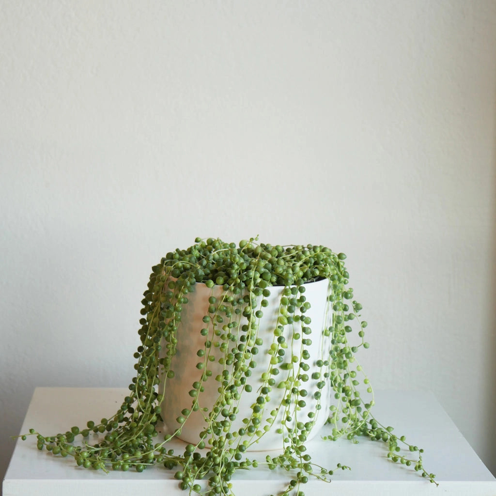 From Campanula Design: Senecio Rowleyanus 'String of Pearls' A houseplant enthusiast staple and personal favorite - the string of pearls look beautiful on a high shelf or plant hanger and, in the right conditions, can trail for several feet. 