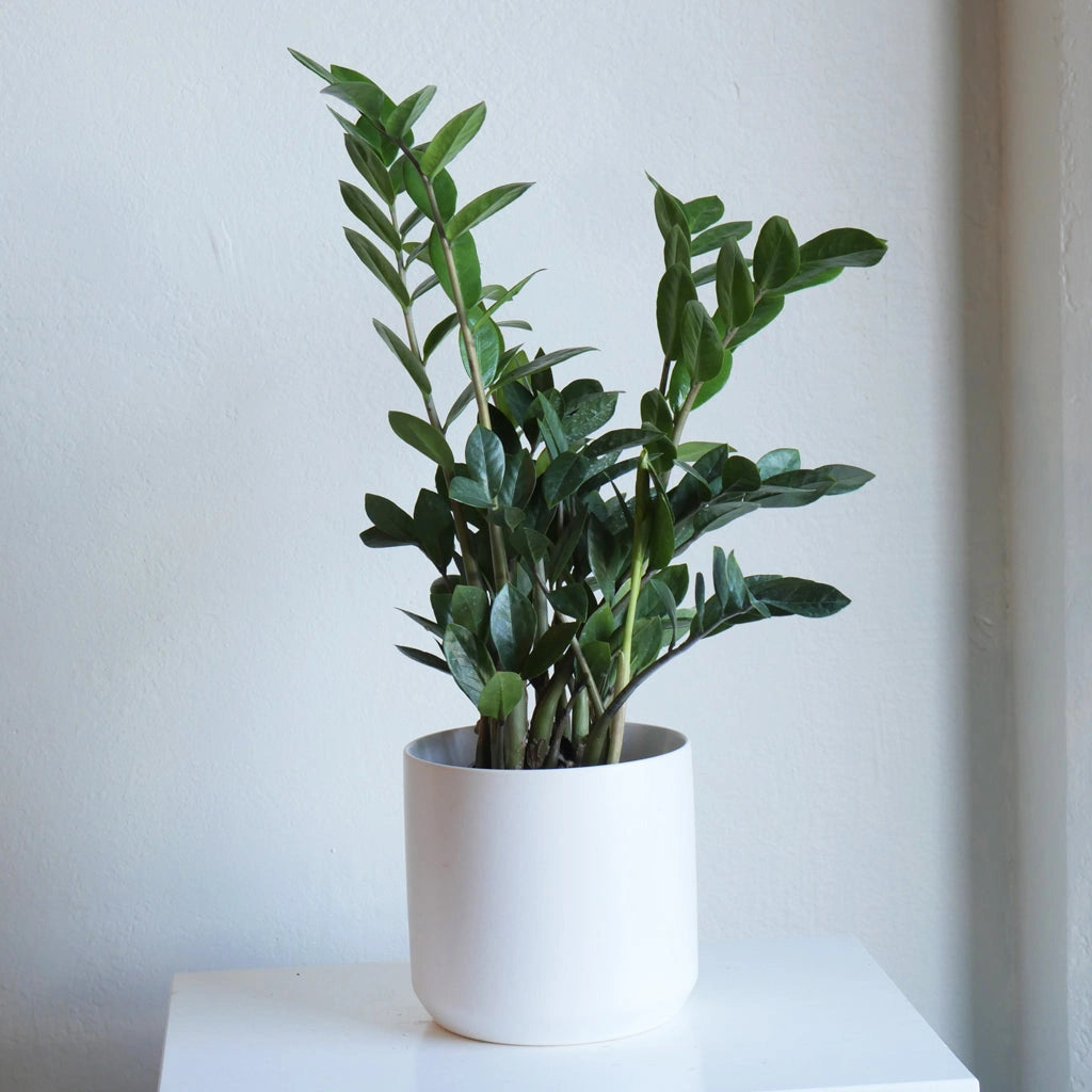 From Campanula Design:ZZ Plant (Zamioculcas zamiifolia) These classic ZZ Plants are perfect for low light settings and hassle-free maintenance! It's easy to care for and has a stunning form suitable for any space.