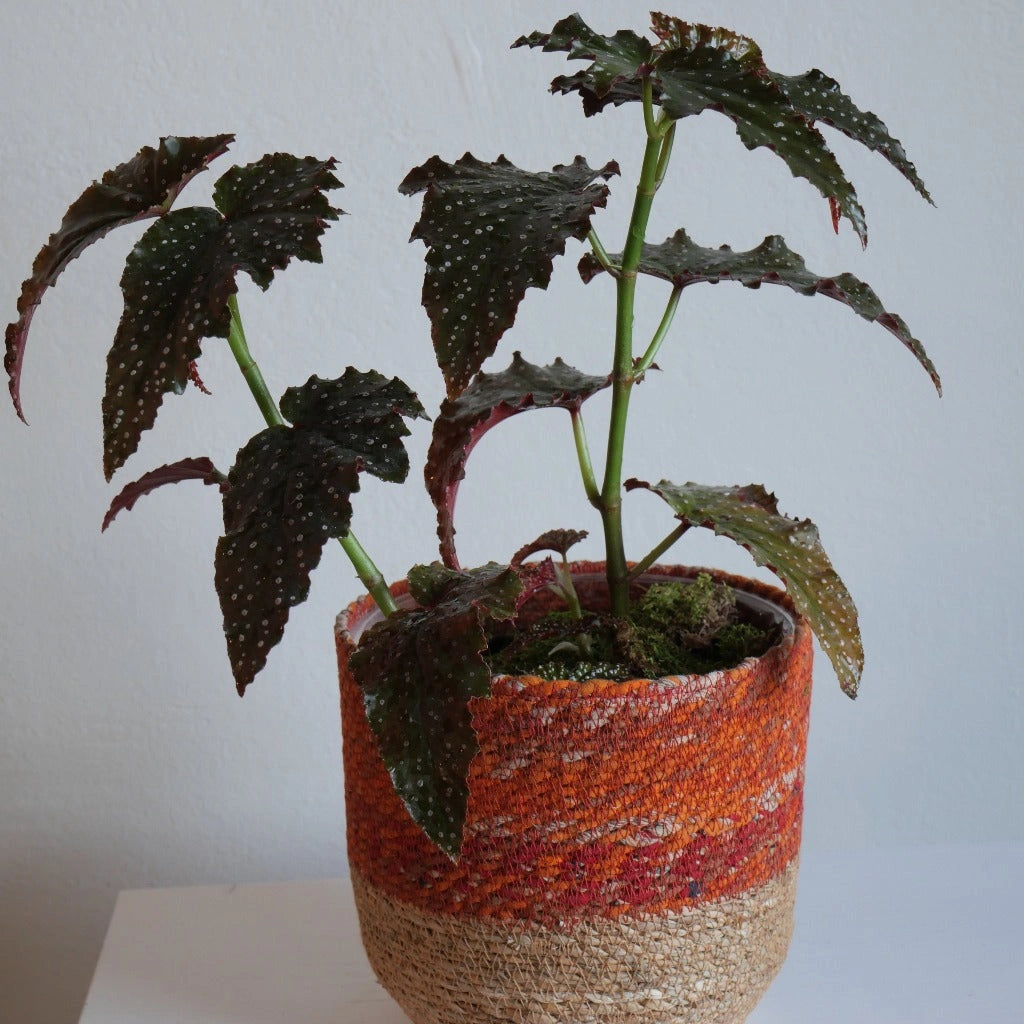 angel wing begonia indoor plant Angel Wing Begonia