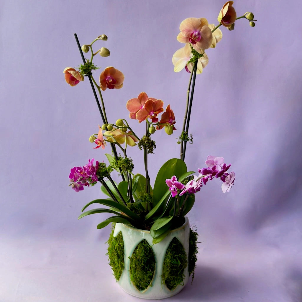 custom potted plants Custom Orchid Planter